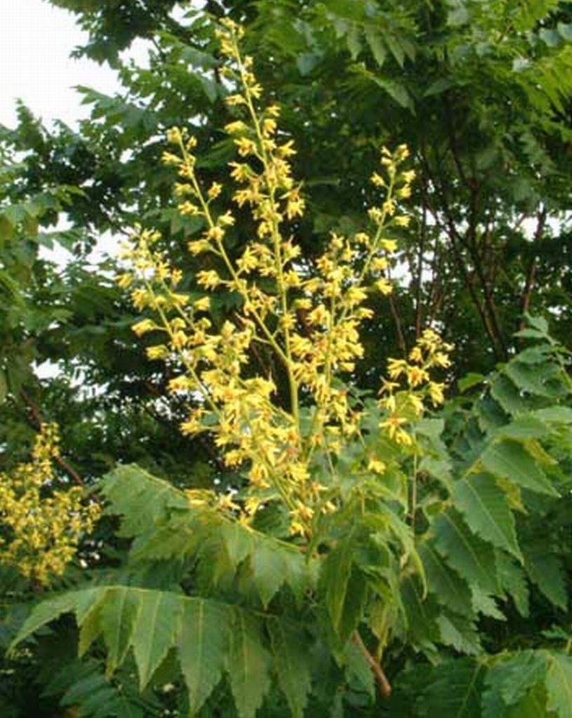 Koelreuteria paniculata